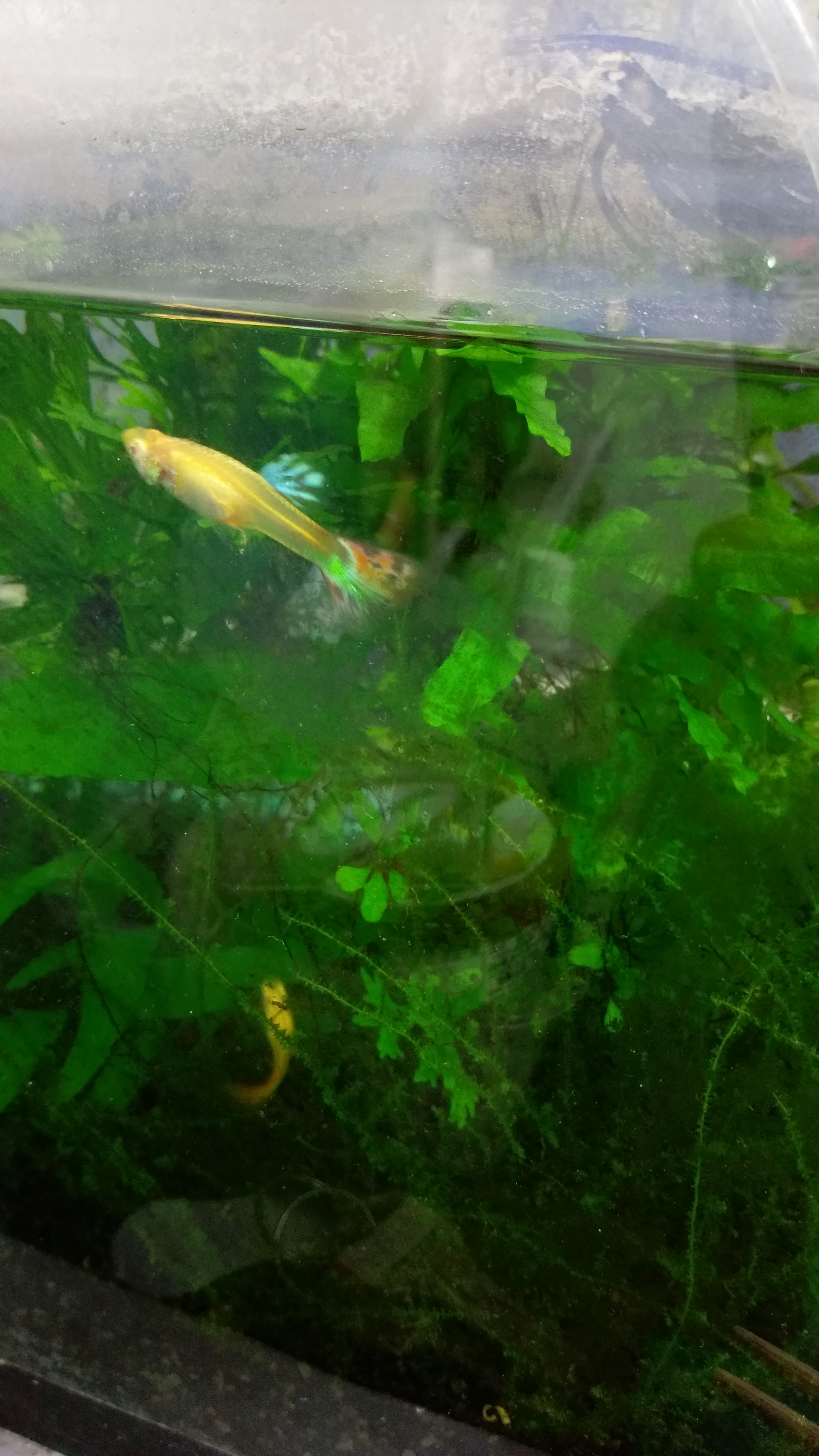 交換 台北 白子孔雀魚水草換栽培土 看板aqua Shop Ptt消費區