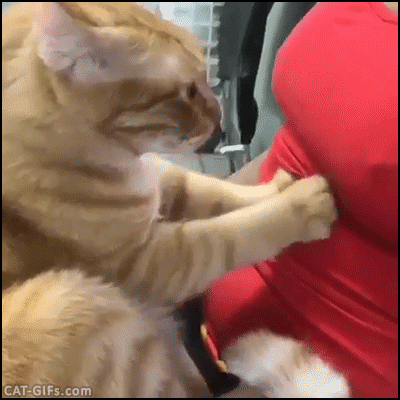 Los gatos o las hembras