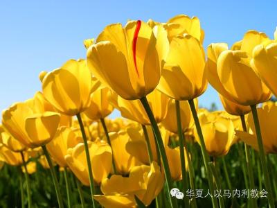 盛晓玫新歌《爱你到底》安慰每一个疲惫的灵魂! 盛晓玫新歌《爱你到底》安慰每一个疲惫的灵魂!