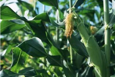 【作物栽培】史上最全的60个玉米种植问题！先转再看！