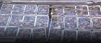 獐子岛扇贝跑路、饿死、大量暴毙...周边海域扇贝却正常!原来背后发生了这么多事→ 獐子岛扇贝跑路、饿死、大量暴毙...周边海域扇贝却正常!原来背后发生了这么多事→