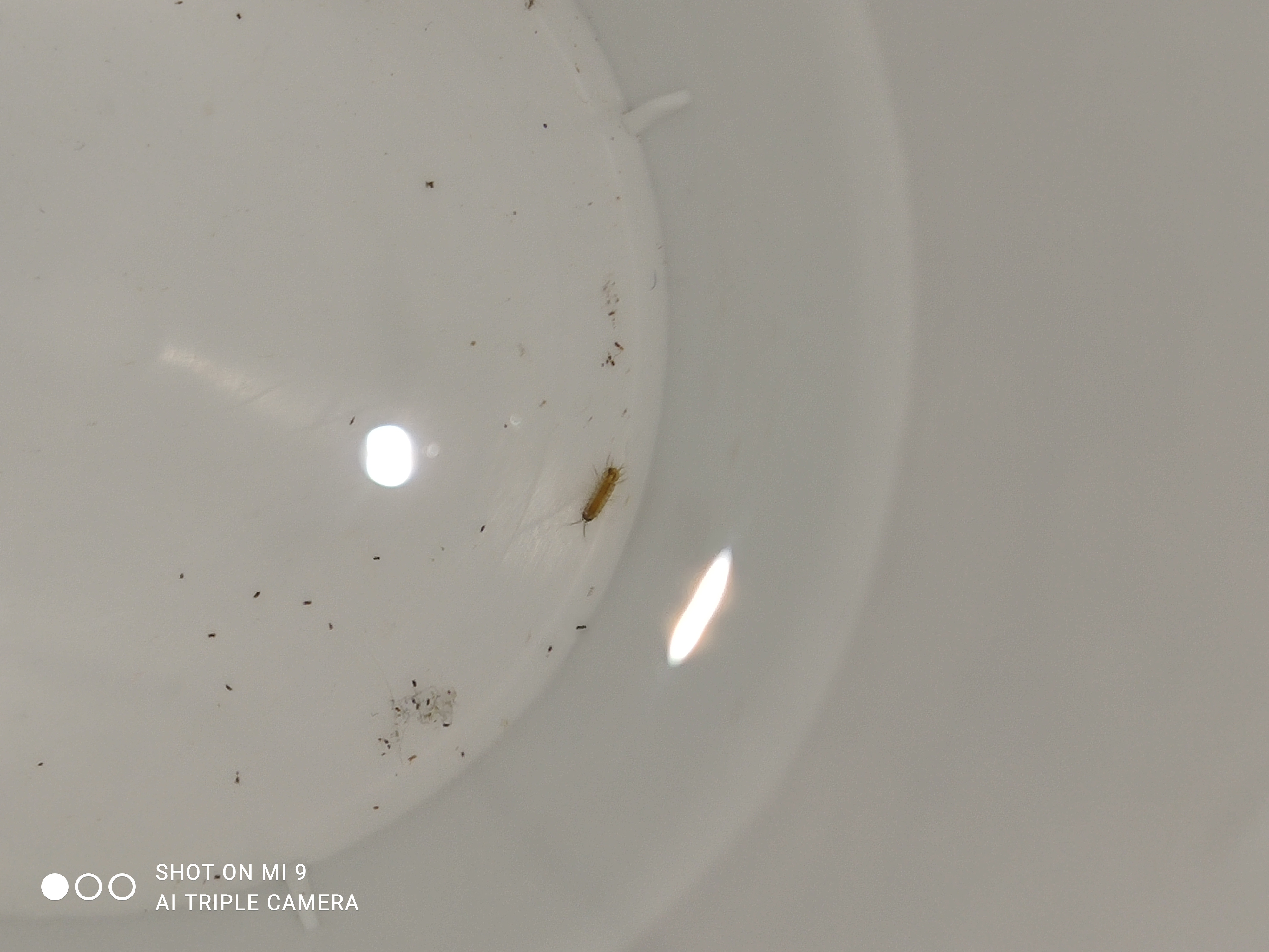 [問題] 請問這是什麼蟲？