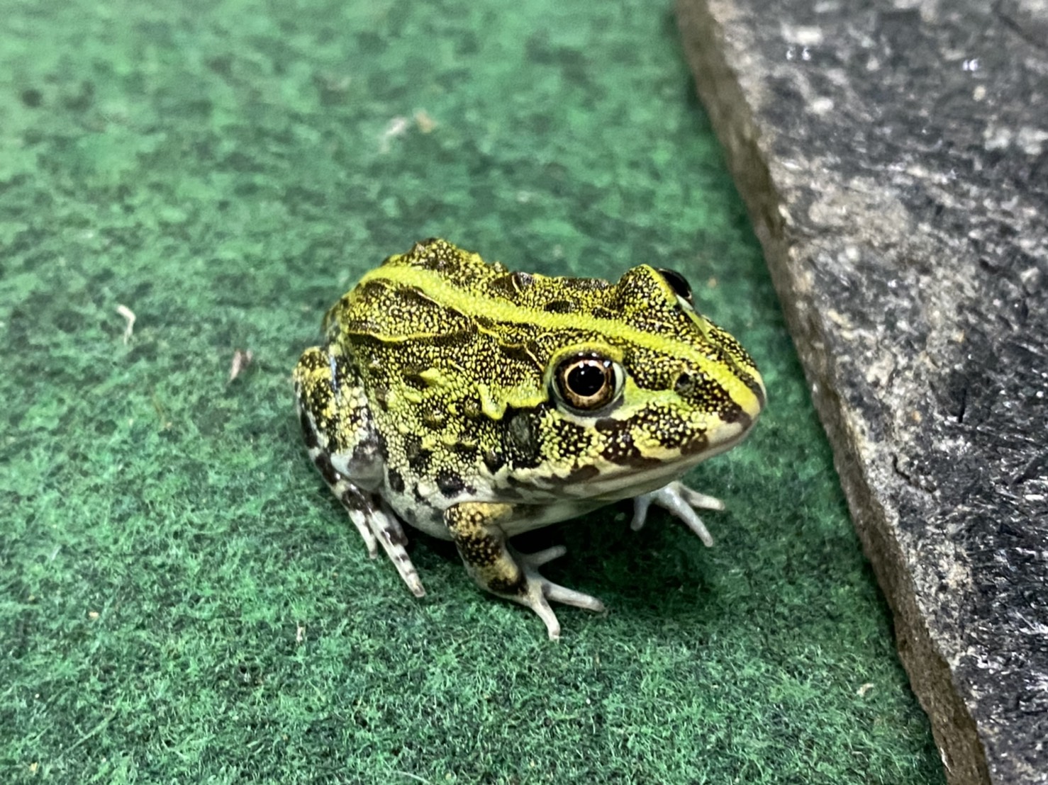 千奇寵物會館 非同小可 非洲牛蛙 完售 千奇寵物會館 高雄市