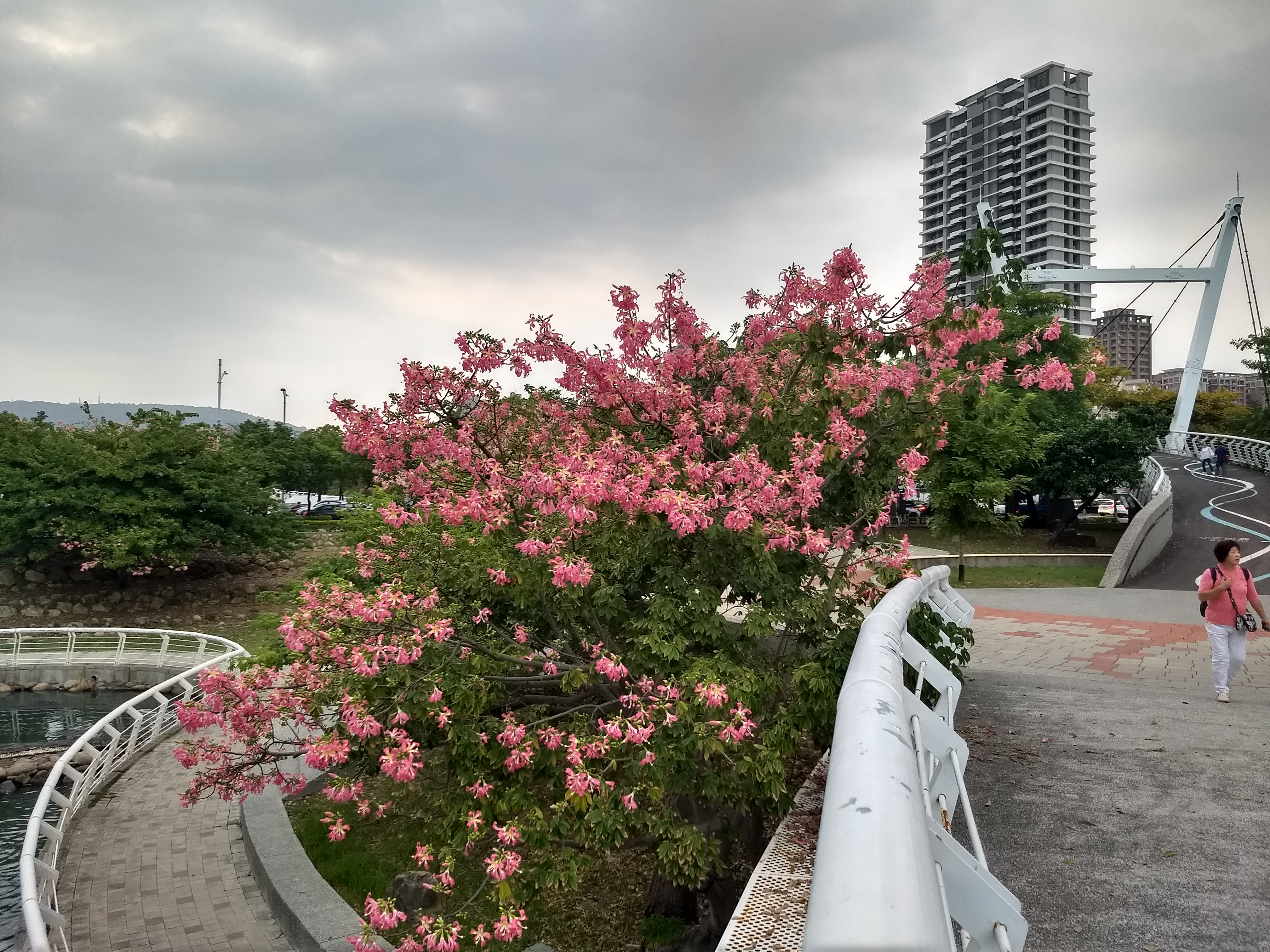 圖 愛河之心美人樹粉紅花盛開