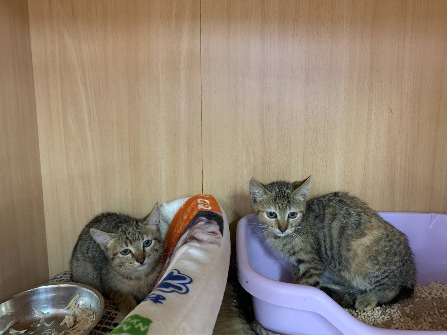 [協尋] 基隆山海觀社區兩隻虎斑小貓