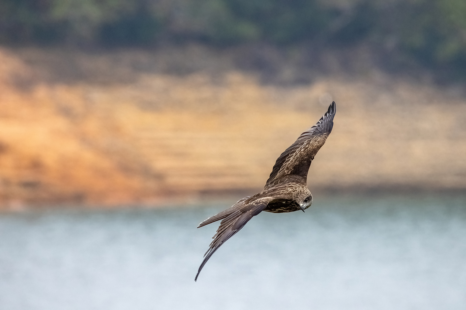 canon RP 影麻鷹 攝影台 香港高登討論區