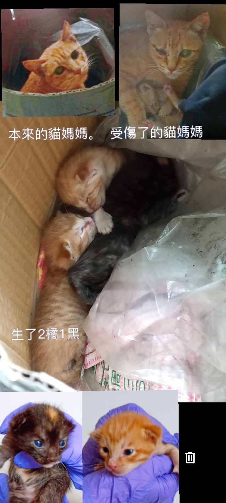  板橋-等待救援受傷貓媽媽跟3小隻小小貓