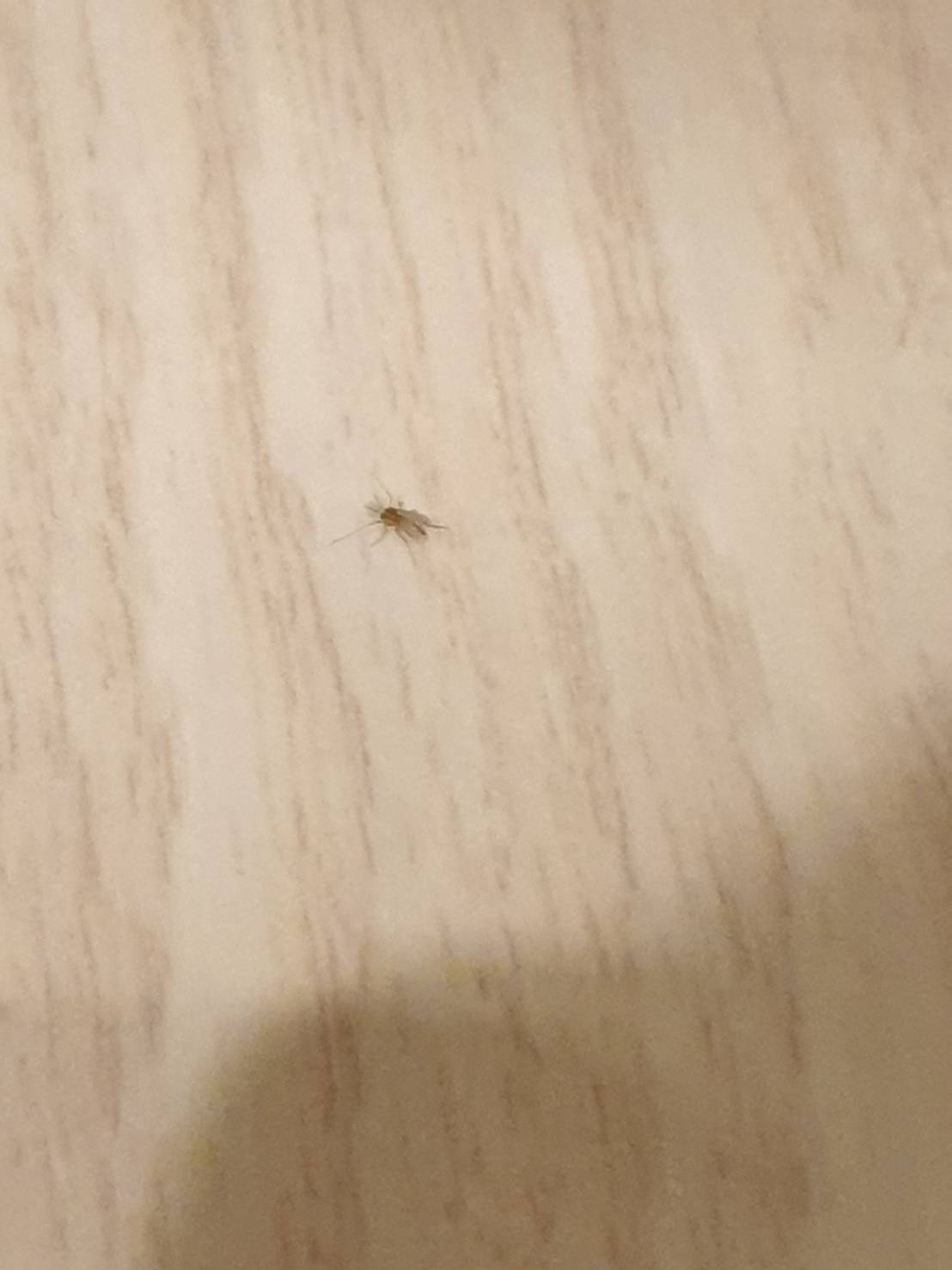 圖 這什麼蟲～？！