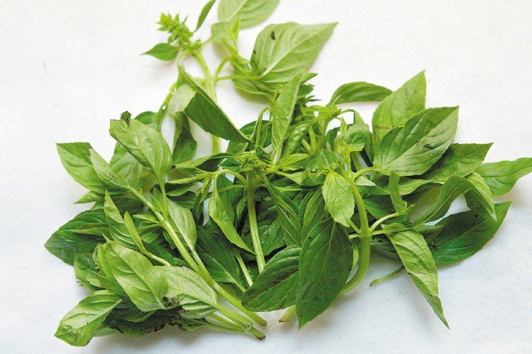 閒聊 因為抽大麻是違法的所以我抽九層塔 場外休憩區哈啦板 巴哈姆特