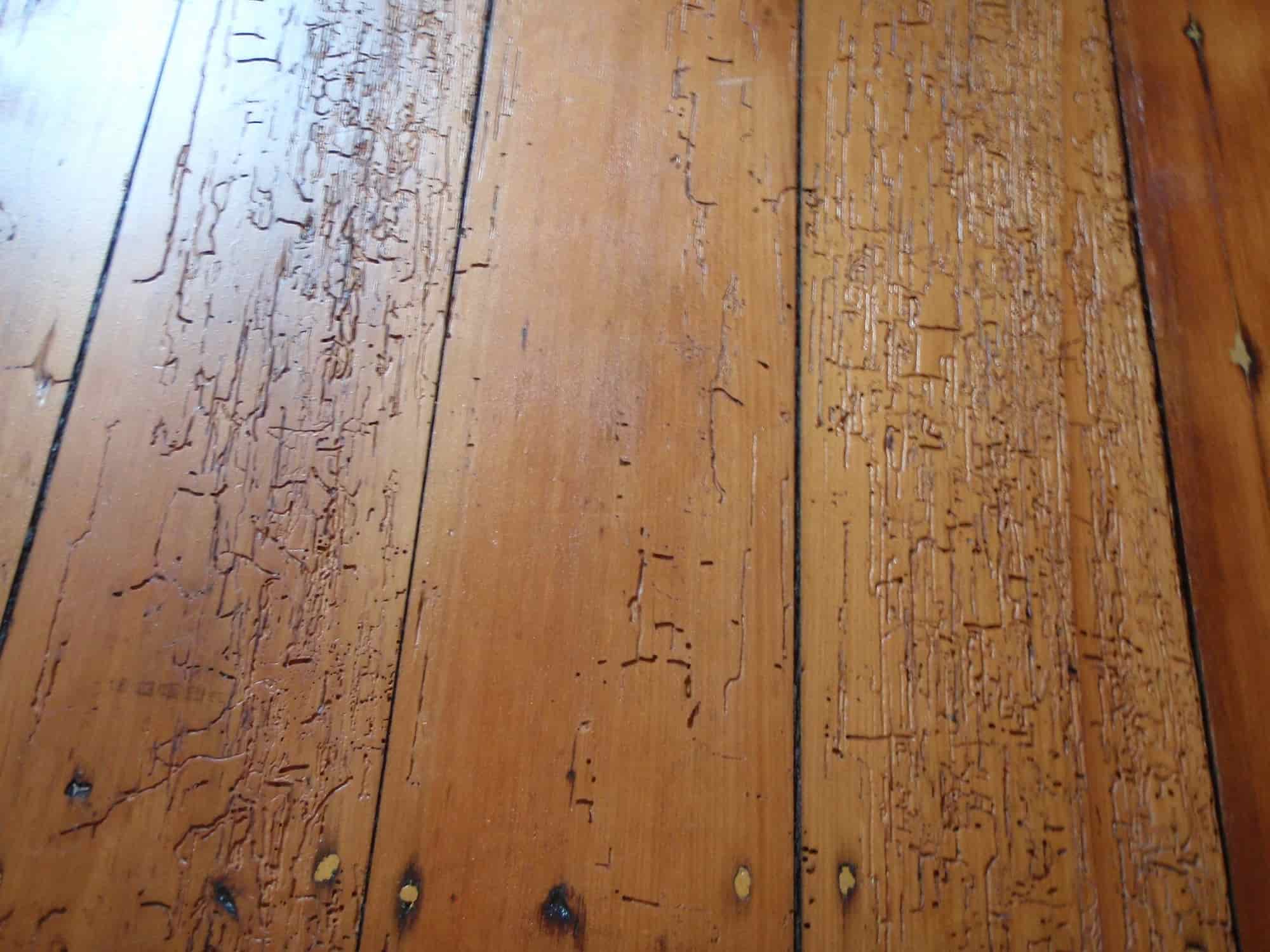 被蛀木蟲蛀蝕的木地板