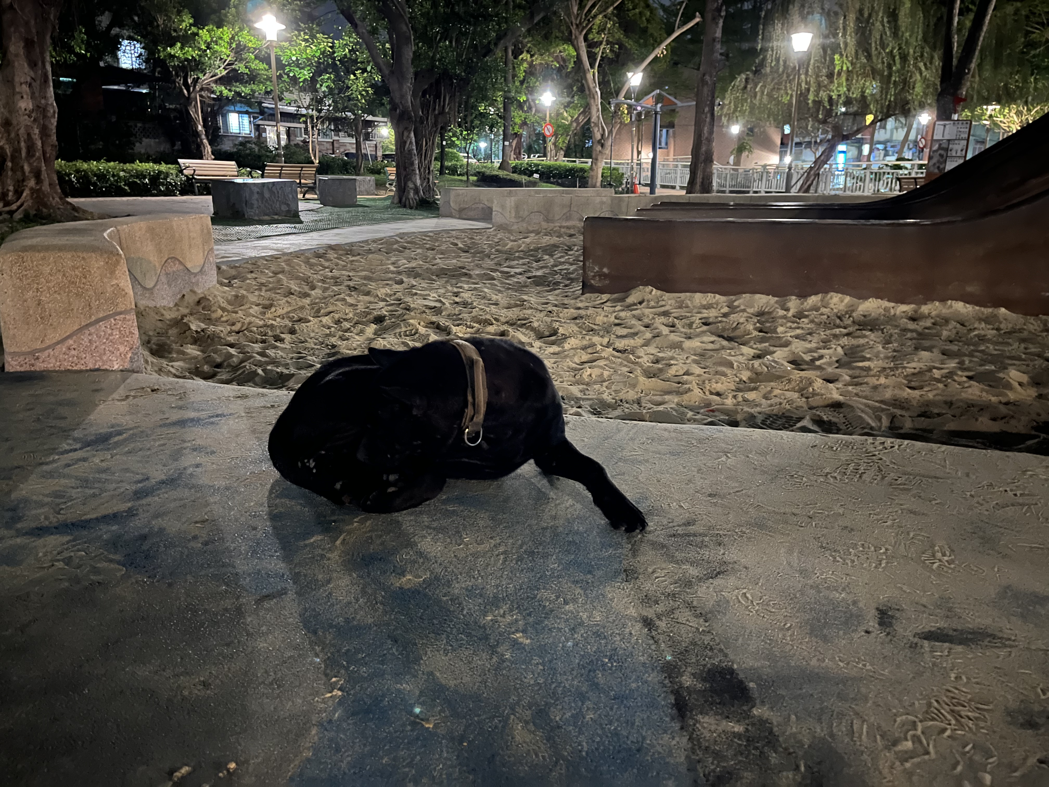 圖 有人家的黑狗走失嗎?龍鳳公園