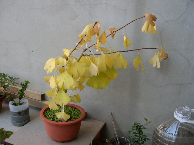 [掛號] 銀杏葉子邊緣枯黃、朱槿(扶桑)黃葉與落葉